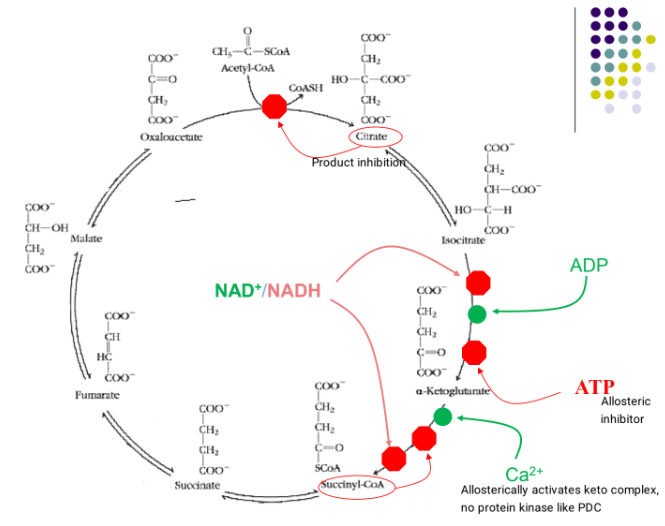 <ul><li><p>citrate product inhibits reaction 1</p></li><li><p>NADH inhibits reaction 3 and 4</p></li><li><p>ADP activates reaction 3 when ATP allosterically inhibits it</p></li><li><p>succinyl-CoA product inhibits reaxtion 4 where Ca2+ allosterically activates the keto complex </p></li></ul><p></p>