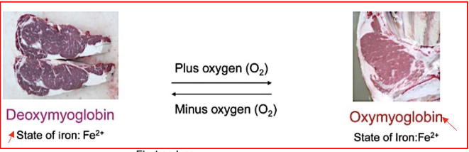 <p>Both deoxymyogloin and oxymyoglobin</p>