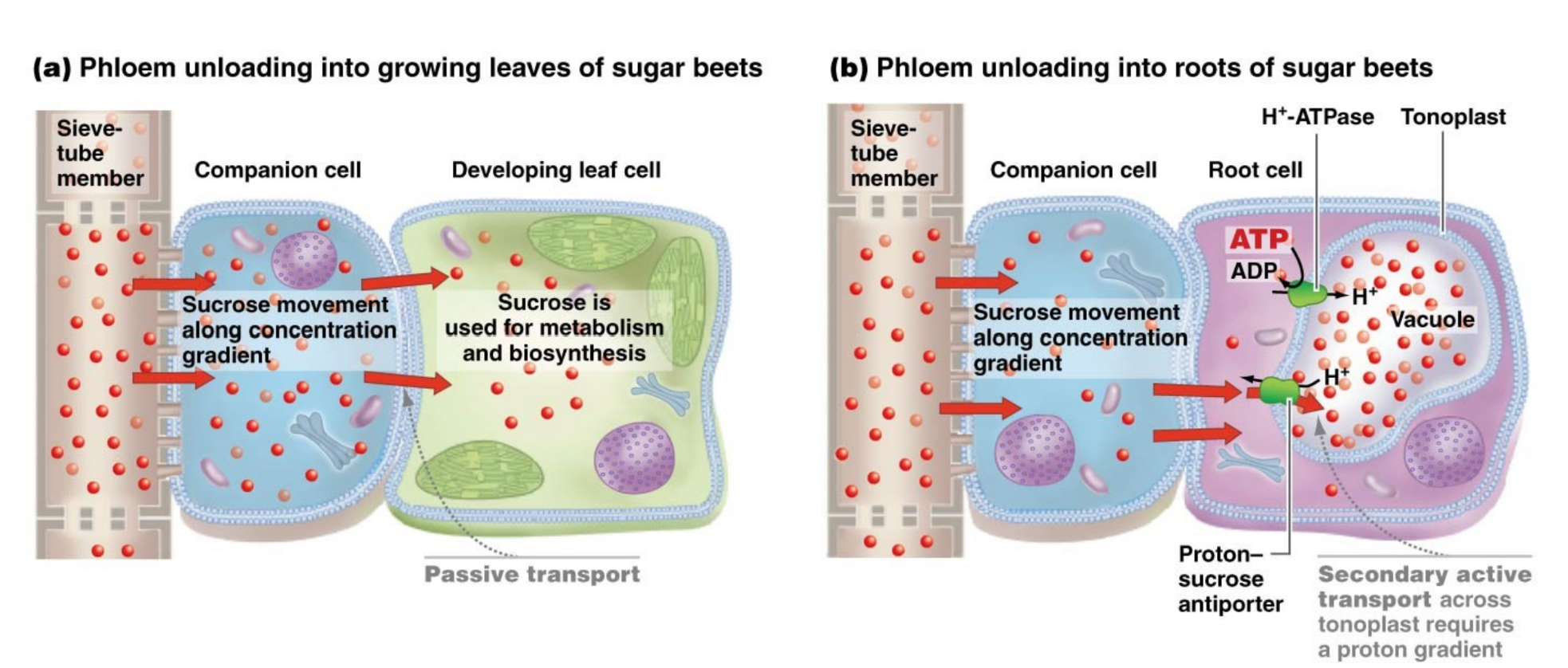 <ol><li><p>if sink is an area of active growth: sucrose conc in the sink cells is usually lower than in phloem sieve-tube elements bc the sink sucrose is rapidly metabolized for growth (passive transport)</p></li><li><p>if sink is an area of storage where sugar is converted to starch (root, bulb): sugar conc in sink lower than in the phloem sieve-tube elements bc the sink sucrose is rapidly converted to starch for storage (passive transport)</p></li><li><p>if sink is an area of storage where sugar is stored as sucrose (sugar beet, sugar cane): sink has high conc of sugar than phloem sieve-tube cells → active transport by proton-sucrose cotransporter (relies on ATP-powered proton pump) transports sugar from companion cels into storage vacuoles in the storage cells </p></li></ol><p></p>