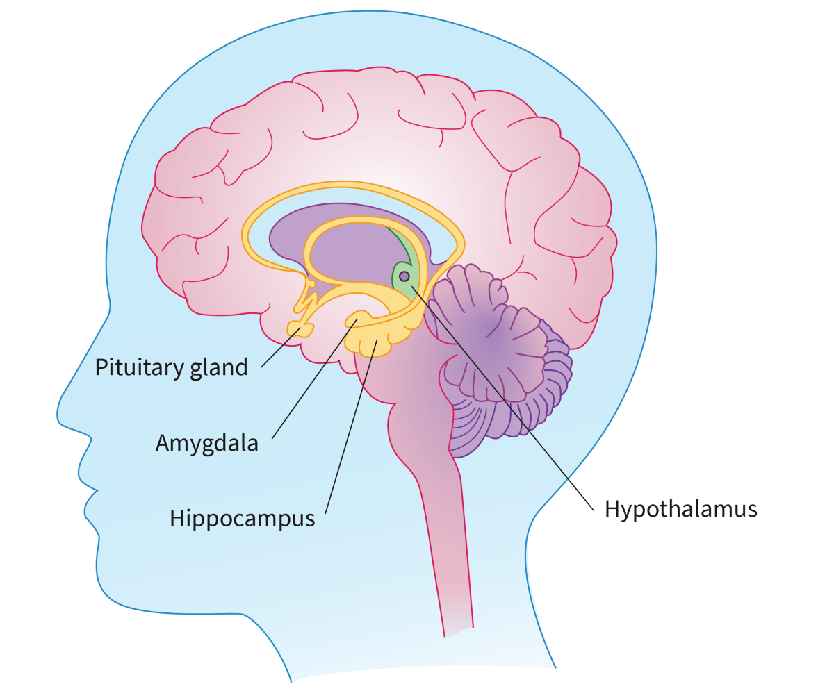 <ol type="1"><li><p><span>_____</span></p><ol type="a"><li><p><span>Largest part of brain</span></p></li><li><p><span>Controls vision/hearing/touch/speech/thinking</span></p></li><li><p><span>Initiates and coordinates movement</span></p></li><li><p><span>Divided into 2 cerebral hemispheres</span></p><ol type="i"><li><p><span>Each divided into 4 lobes:</span></p><ol type="1"><li><p><span>Frontal lobe</span></p></li><li><p><span>Parietal lobe</span></p></li><li><p><span>Occipital lobe</span></p></li><li><p><span>Temporal lobe</span></p></li></ol></li></ol></li></ol></li><li><p><span>______</span></p><ol type="a"><li><p><span>Back of head</span></p></li><li><p><span>Voluntary muscular movements + balance + coordination</span></p></li><li><p><span>2 hemispheres</span></p></li></ol></li><li><p><span>_______</span></p><ol type="a"><li><p><span>Consists of midbrain + pons + medulla oblongata</span></p></li></ol></li></ol><p></p>