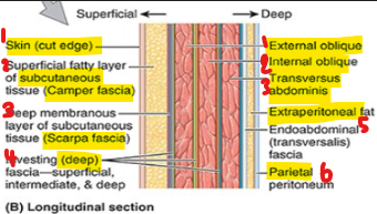 <ul><li><p>skin → outer w/ sensory nerve endings</p></li><li><p>superficial fascia of subcut. tissue </p><ul><li><p>camper fascia</p></li><li><p>scarpa fascia → deep membranous</p></li></ul></li><li><p>muscle layers (EO, IO, TA)</p><ul><li><p>deep fascia (each layer)</p></li><li><p>extraperitoneal fat (cushion)</p></li><li><p>parietal peritoneum (serous)</p></li></ul></li></ul><p></p>