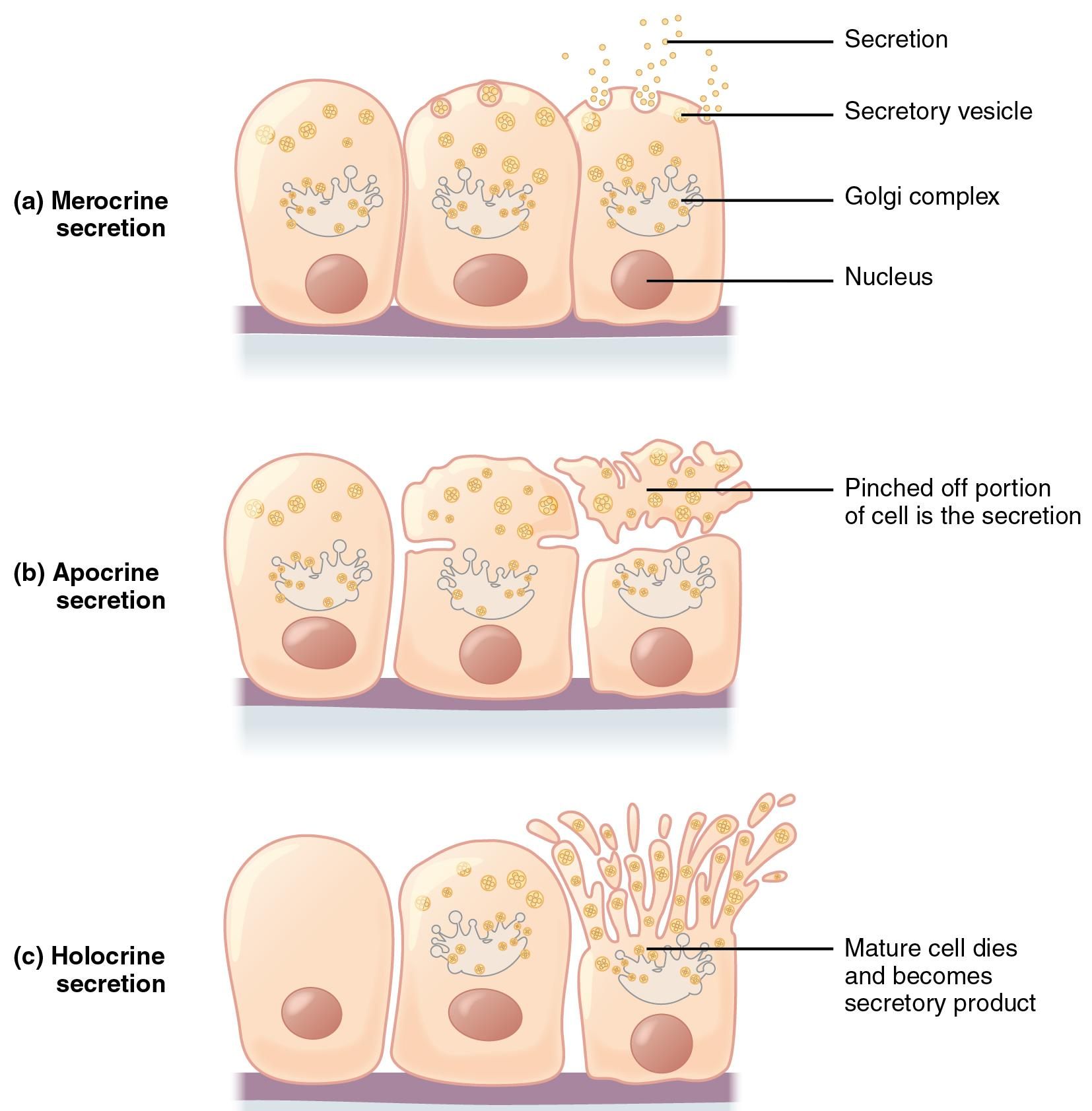 <p>Part of the secreting cell is lost with the secretion.</p><p>(e.g. lactiferous glands in the breast)</p><p><strong>APOcrine</strong> → <strong>A Portion</strong> is lost</p>