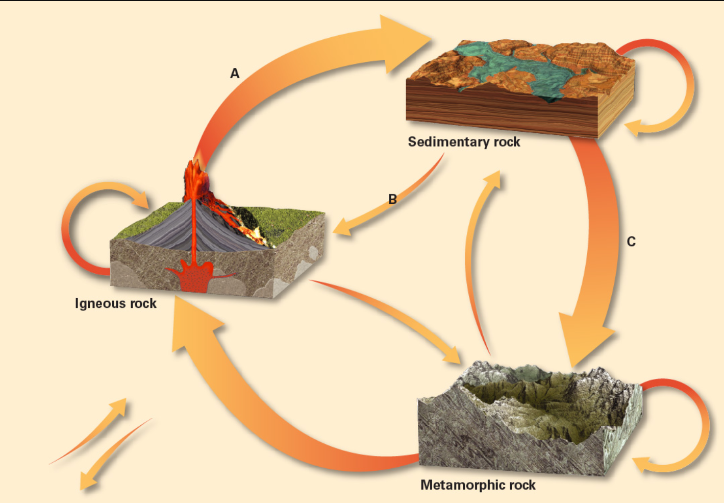 <p><span>The image shows the rock cycle. The three different rock types are represented, but the processes that connect the rocks within the cycle are not labeled. What process(s) would be responsible for the transition labeled B?</span></p>