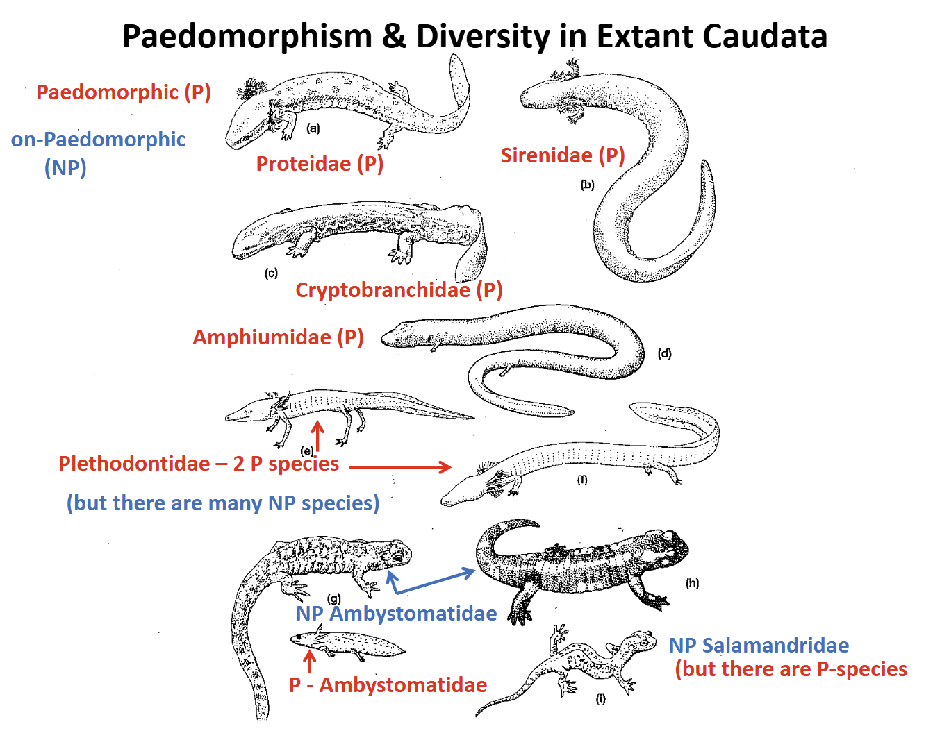<p>Paedomorphism in Caudata</p>