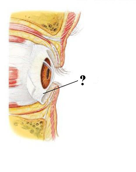 <p>Identify the indicated layer</p>
