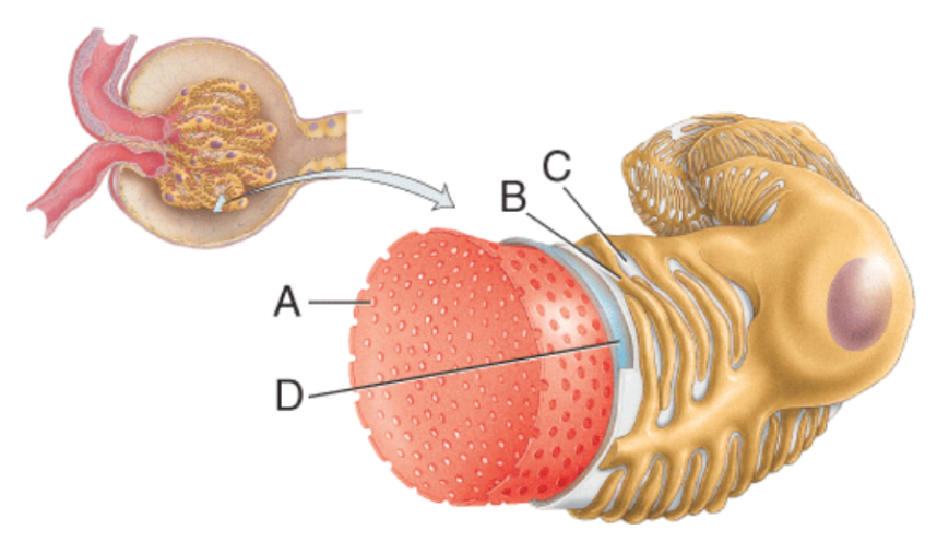 <p>What is line "B" pointing to?</p><p>a) Fenestration</p><p>b) Pedicel</p><p>c) Filtration slit</p><p>d) Basement membrane</p><p>e) Lumen of the glomerulus</p>