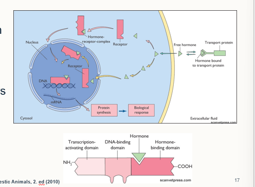 <p>1) hormone released from the transport protein and diffuses accross the cell surface membrane </p><p>2) Once inside the cell the free hormone binds to a nuclear receptor protein</p><ol start="3"><li><p>bound receptor enters the nucleas, and the whole receptor will bind the target region of DNA</p></li><li><p>This will cause the transcroptional regulation of that target gene for protein synthesis and illicits a specific biological response. </p></li></ol><p>therefore overall response = slower..</p>