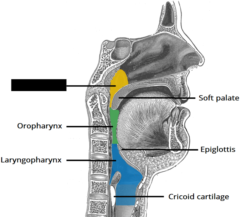 <p><span style="background-color: transparent;">The upper portion of the pharynx. Begins posterior to the conchae and extends inferior to the soft palate.</span></p>