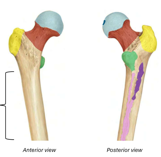 <p>Proximal Femur</p><ul><li><p>Femoral head</p><ul><li><p>Fovea capitis</p></li></ul></li><li><p>Femoral neck</p></li><li><p>Greater trochanter</p></li><li><p>Lesser trochanter</p></li><li><p>Diaphysis</p><ul><li><p>Linea aspera</p></li><li><p>Gluteal tuberosity</p></li></ul></li></ul><p></p>