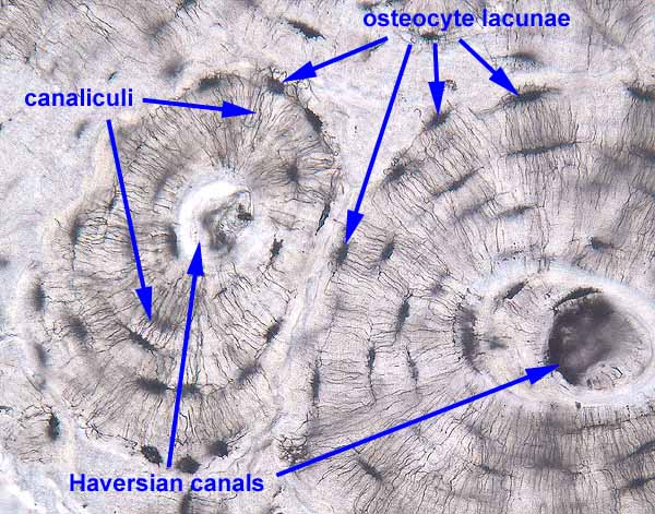<p>Canaliculi, They bring nutrients from the central canal to the lacunae </p>