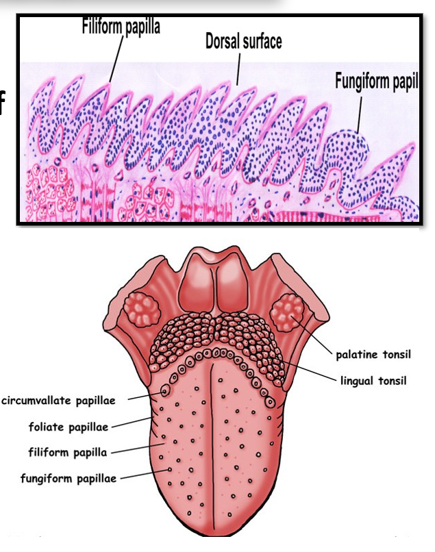 <p>Small numerous elevations of the mucous membrane on dorsal tongue surface</p><p>Types:</p><ul><li><p>Filiform</p></li><li><p>Fungiform</p></li><li><p>Circumvallate</p></li><li><p>Papilla foliata</p></li></ul><p></p>