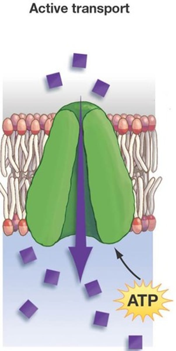 <p>Movement of ions or molecules across a membrane by proteins, against a concentration gradient. Requires energy.</p>