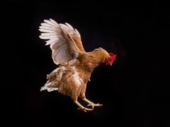 <p>False, it most likely couldn't. If it did, then it probably fluttered around like a chicken does. It also had a big tail which is not optimal for flying because it creates drag</p>