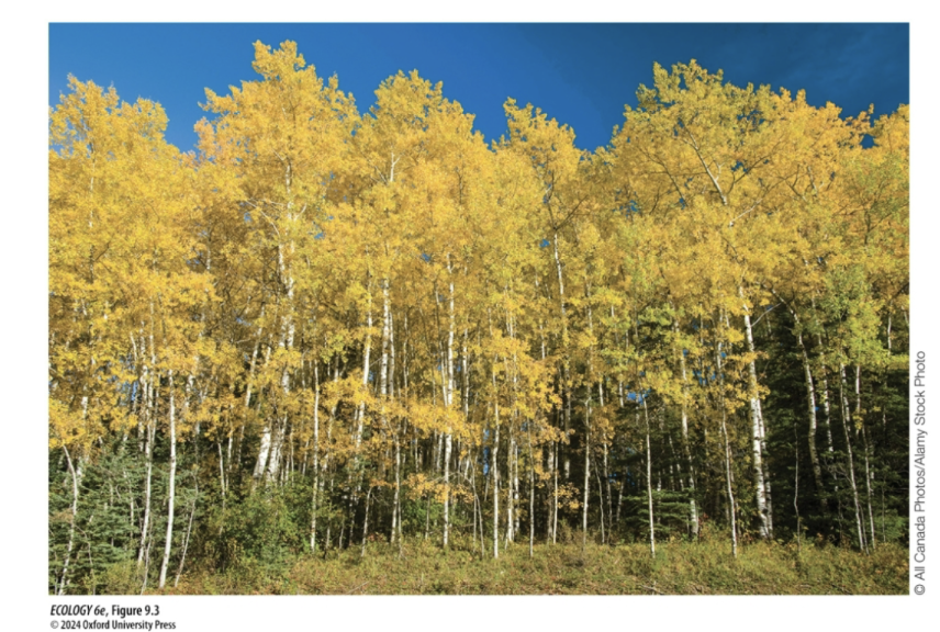 <p>Aspen Groves: One Tree or Many? </p>