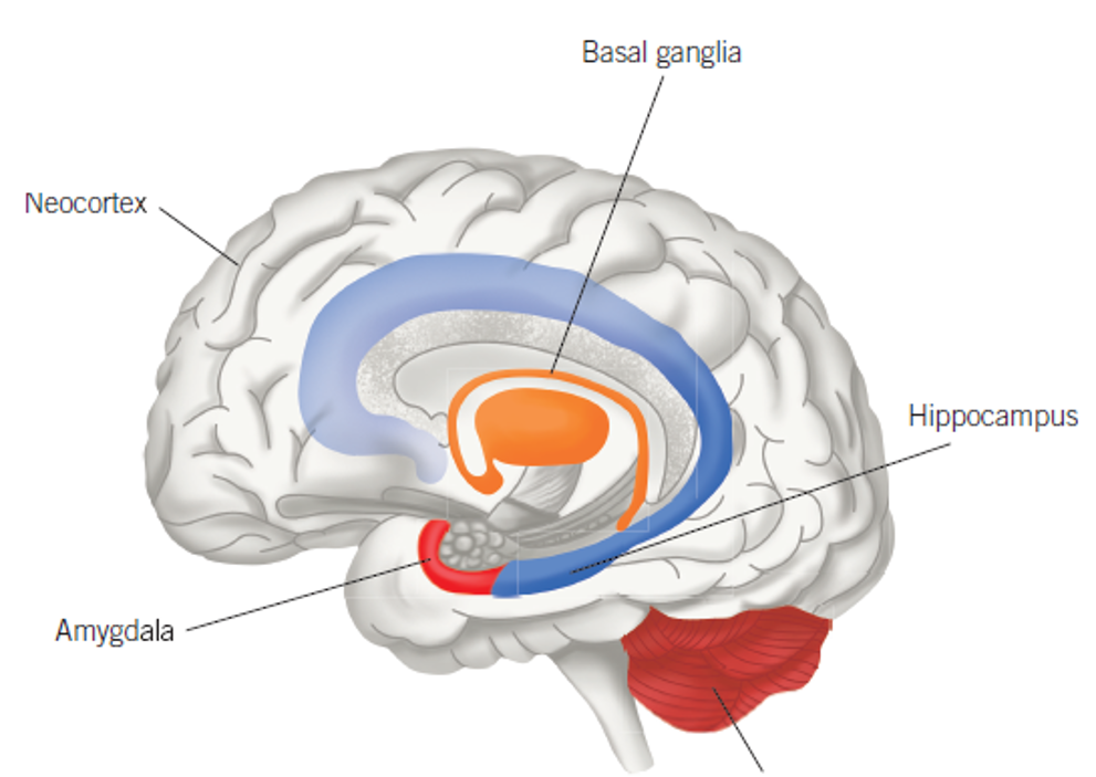<p>Amygdala</p>