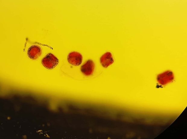 <p><strong>FILO</strong><br><strong>CLASE</strong><br><strong>GÉNERO</strong><br><strong>CARACTERÍSTICAS</strong><br><strong>HABITAT</strong></p>