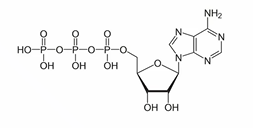 <p>An adenine base, a ribose sugar, and 3 phosphate groups</p><p></p>