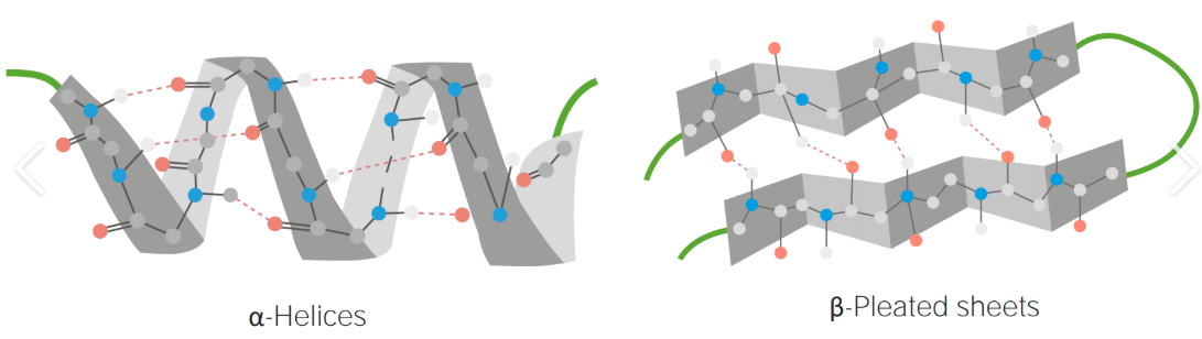 <p>hydrogen bonding</p><p>Specifically, hydrogen bonds form between:</p><ul><li><p>The <strong>C=O (carbonyl oxygen)</strong> of one amino acid</p></li><li><p>The <strong>N–H (amide hydrogen)</strong> of another amino acid</p></li></ul><p>stablize alpha helix and beta pleated sheets</p><p></p><p></p>
