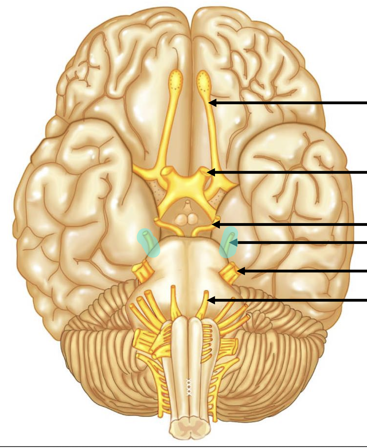 <p>Give the number of the highlighted nerve</p>