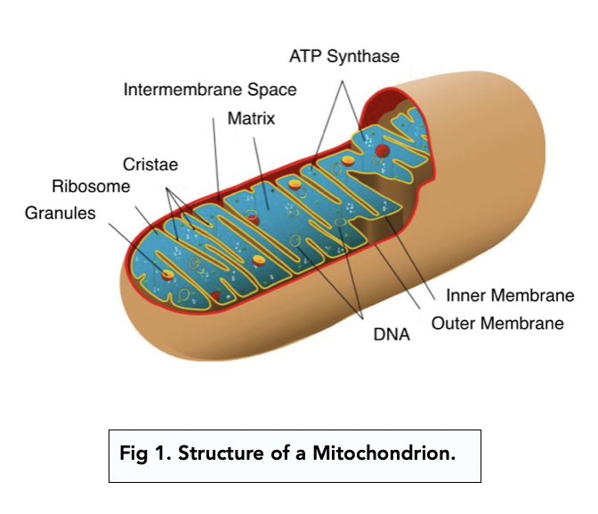 <p>Mitochondrion (3)</p>