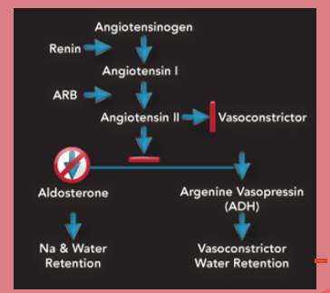 <p><span style="font-family: "Lilita One";">Angiotensin II Receptor Blockers (ARBS)</span></p>