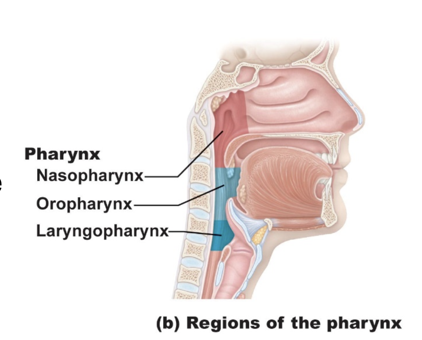 <p>The <strong>pharynx (throat)</strong> is a muscular passageway connecting the nasal and oral cavities to the larynx and oesophagus.</p><p></p><p><strong>Three regions:</strong></p><p><strong>1. Nasopharynx</strong></p><ul><li><p>Located behind the nasal cavity.</p></li><li><p>Passageway for <strong>air only</strong>.</p></li><li><p>Lined with <strong>pseudostratified ciliated columnar epithelium</strong>, which helps remove mucus and debris.</p></li><li><p>Contains the <strong>pharyngeal tonsil (adenoids)</strong>, which helps protect against pathogens.</p></li></ul><p></p><p><strong>2. Oropharynx</strong></p><ul><li><p>Located behind the oral cavity.</p></li><li><p>Passageway for <strong>air and food</strong>.</p></li><li><p>Contains <strong>palatine and lingual tonsils</strong>.</p></li><li><p>Lined with <strong>stratified squamous epithelium</strong> for protection against abrasion.</p></li></ul><p></p><p><strong>3. Laryngopharynx</strong></p><ul><li><p>Located behind the larynx.</p></li><li><p>Passageway for <strong>air and food</strong>, directing them towards the larynx and oesophagus.</p></li><li><p>Lined with <strong>stratified squamous epithelium</strong> for protection.</p></li></ul><p></p><p><strong>Key point:</strong> The <strong>nasopharynx carries only air</strong>, while the <strong>oropharynx and laryngopharynx carry both air and food</strong>.</p>