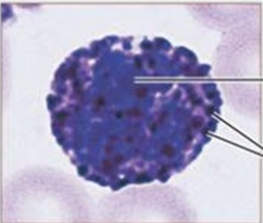 <p>Name the function of this cell</p>