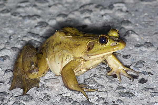 <p>Webbing on the feet diff than american bullfrog</p>