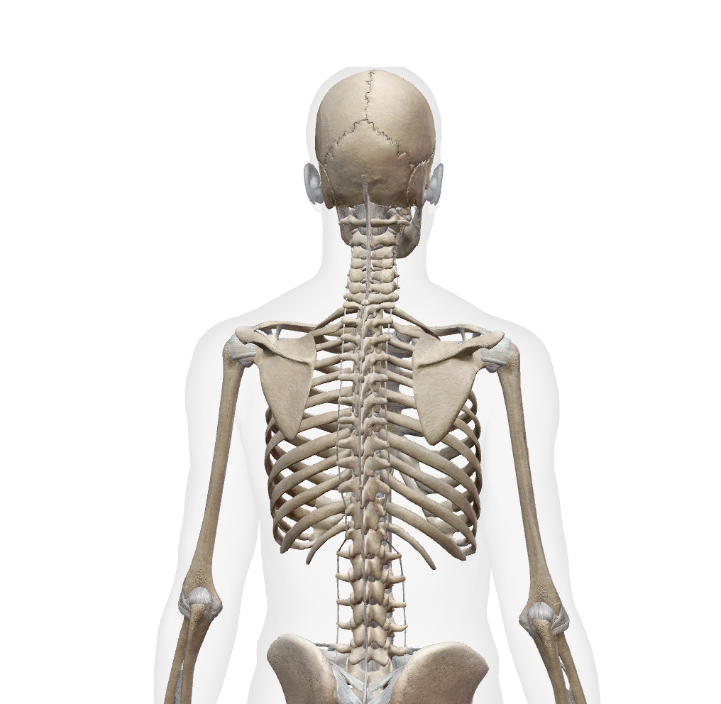<p>Where is the Lumbar vertebrae? </p>