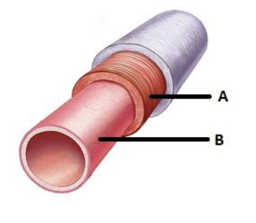 <p>location and names of A </p>