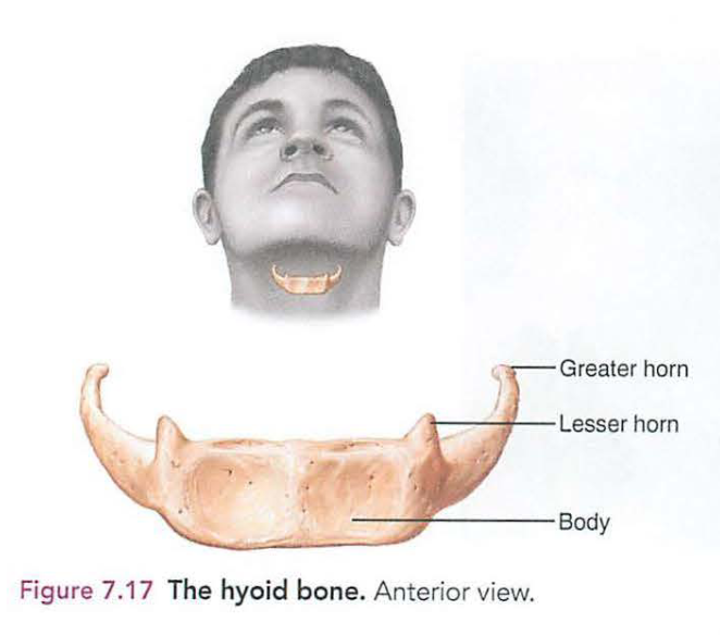 <p>j. hyoid bone</p>