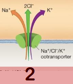 <ul><li><p><span style="background-color: transparent;">Sodium, chloride, and potassium transported from blood/ECF into epithelial cells. </span></p></li><li><p><span style="background-color: transparent;">Uses concentration gradient of Sodium. Secondary active transport. </span></p></li><li><p><span style="background-color: transparent;">Purpose: brings chloride into the cell, establishing concentration gradient for step 3.</span></p></li></ul><p></p>