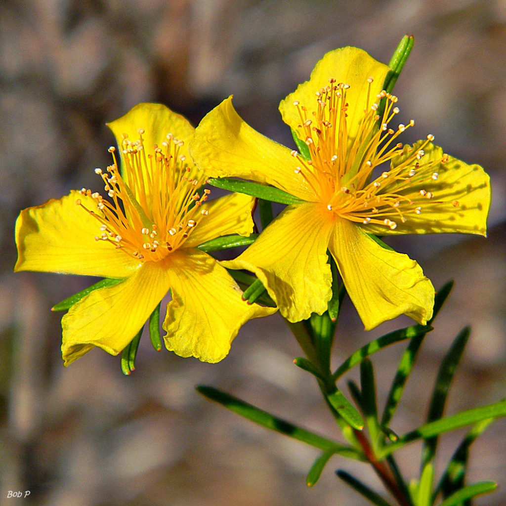 <p>St John’s wort</p>