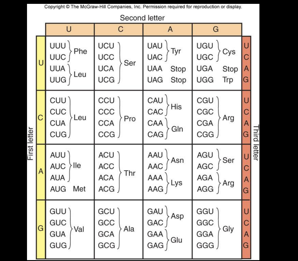<p>The triplet code: a codon codes for a specific amino acid </p>