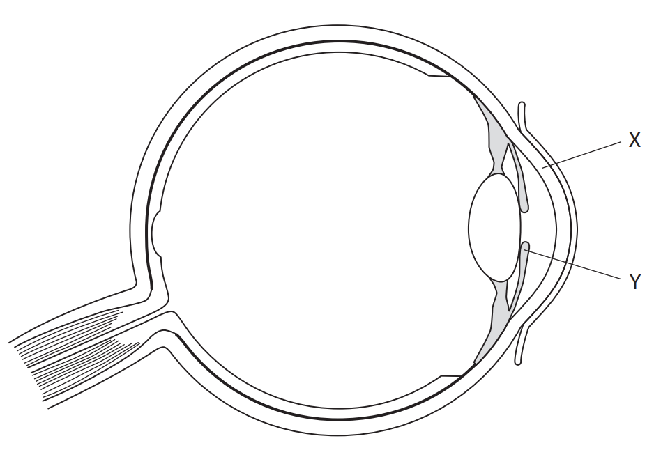<p>Label X and Y. (2)</p>