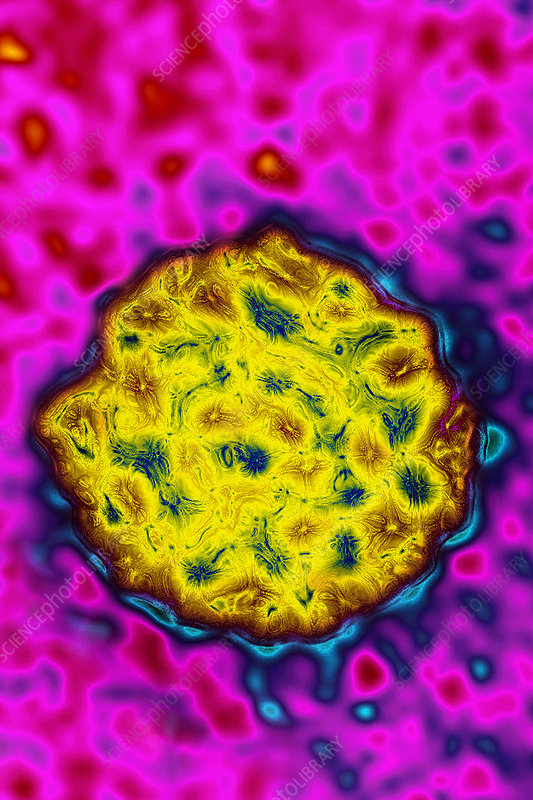 <p>Naked icosahedral</p>