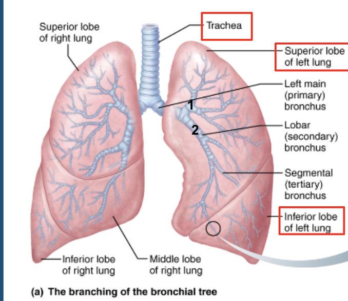 <p>left main bronchus subdivides into …. </p>