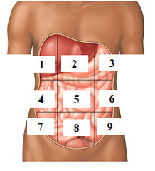 <p>Name the Abdominal region and 1 organ in that region (5)</p>
