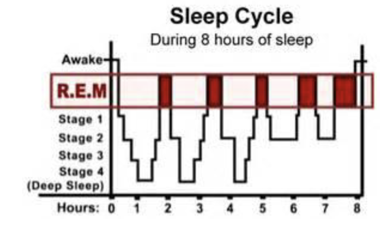 <ul><li><p>stage 1: lasts 5 to 10 minutes (THETA WAVES)</p></li><li><p>stage 2: brief bursts of higher-frequency brain waves</p><ul><li><p>k-complex: sharp waves, temporal inhibition of neuronal firing. happen after sudden interruption in sleeping environment (like noise)</p></li><li><p>sleep spindles: generated in the thalamus, very brief 500 ms. more sleep spindles in people who napped, they were refreshed to do a learning task</p></li></ul></li><li><p>stage 3 and 4: slow-wave sleep; high amplitude, low frequency delta waves become prominent. synchronization of low-waves. reduction of sensory input</p></li><li><p>stage 5 (REM SLEEP): rapid eye movement. high-frequency beta waves in some areas. dreams (happen during 3 and 4 too)</p></li></ul><p></p>