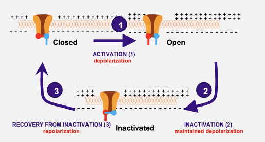 <ul><li><p>Has 2 gates</p></li><li><p>Both must be open for AP to continue</p></li><li><p>Gate A opens and Gate B closes during AP</p><ul><li><p>No more flow of ions </p></li><li><p>Gate and Gate B alternate closing, which takes time</p></li></ul></li></ul><p></p>
