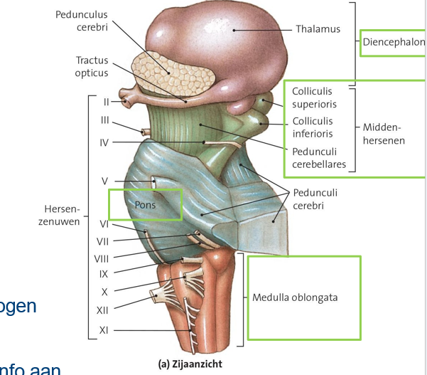 <p>grote bol vanboven van diencephalon</p><p>schakelcentrum sensorisch info</p><img src="https://assets.knowt.com/user-attachments/16e8e3bd-a4bc-4887-bce7-7fe29c68a173.png" data-width="100%" data-align="center"><p></p>