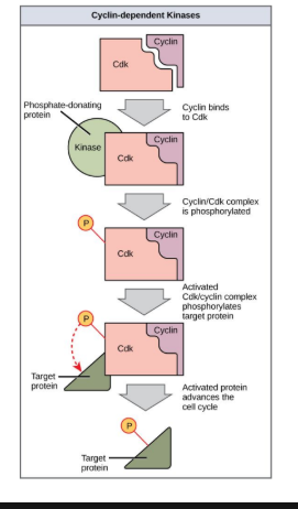 <p><strong>Cyclin-dependent kinases (CDKs)</strong>: phosphorylate certain molecules in order to signal cell cycle progression</p><p></p><ul><li><p>Activated by <strong>cyclin</strong>, a protein that cycles through stages of synthesis and degradation</p></li></ul><p></p>