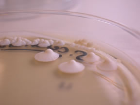 <p>What elevation is this?</p><p></p>