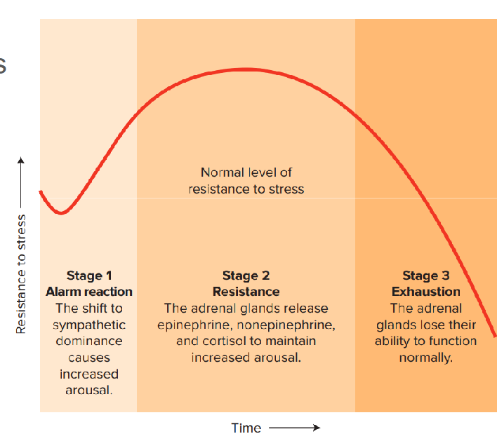 <p>Hans Selye’s theory describing the body’s response to prolonged stress in <strong>three stages</strong>: <strong>alarm reaction, resistance, and exhaustion</strong>. Memorize the steps</p><p><strong>1) Alarm reaction</strong> </p><p>The first stage of stress, when the body detects a stressor and activates the fight-or-flight response.</p><p> </p><p><strong>E.g.</strong> Right before a big exam, your heart races and your body becomes highly alert.</p><p><strong>2) Resistance</strong> </p><p>The stage where the body continues trying to cope with the stressor after the initial shock has passed.</p><p> </p><p><strong>E.g.</strong> During a month of exams and assignments, your body stays activated and continues using energy to manage the stress.</p><p><strong>3) Exhaustion</strong> </p><p>The stage where the body’s resources become depleted after prolonged stress, increasing the risk of illness and burnout.</p><p> </p><p><strong>E.g.</strong> After months of chronic stress, a student may become emotionally drained, physically exhausted, and more likely to get sick.</p><p><strong>E.g.</strong> A student going through a very stressful semester may first feel a strong stress response, then try to cope for weeks, and eventually feel burned out and physically exhausted.</p>