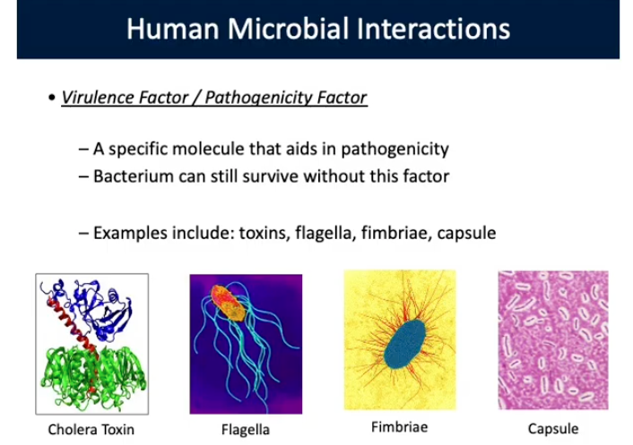 <p>Virulence Factor/Pathogenicity Factor</p>