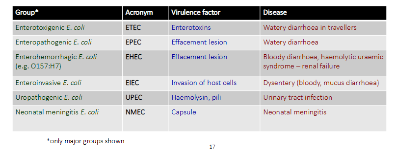 <p>- One of the most common inhabitants of the human GI tract</p><p>- Commensal, not usually a pathogen</p><p>- the best studied bacterium - genetics, physiology, molecular biology</p><p>- Pathogenic strains are grouped according to their virulence factors/diseases</p>