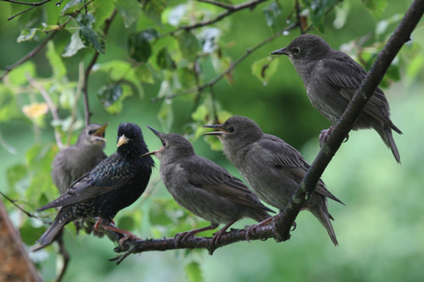 <p>(nature English) chim hót Ví dụ: Birds were singing outside my window.</p>
