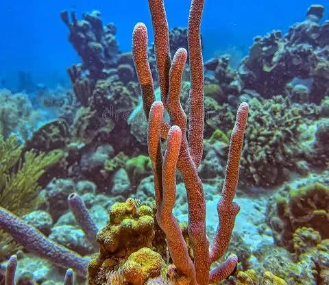<p>Tree Sponge</p>