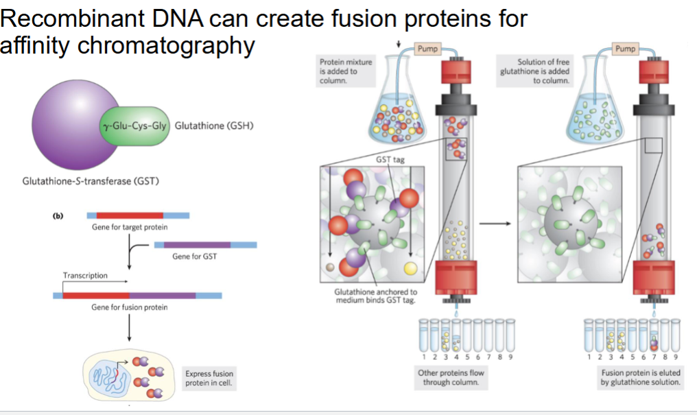 <p><span style="background-color: transparent;"><strong><u>fusion proteins for </u></strong></span><strong><u>affinity chromatography</u></strong></p>