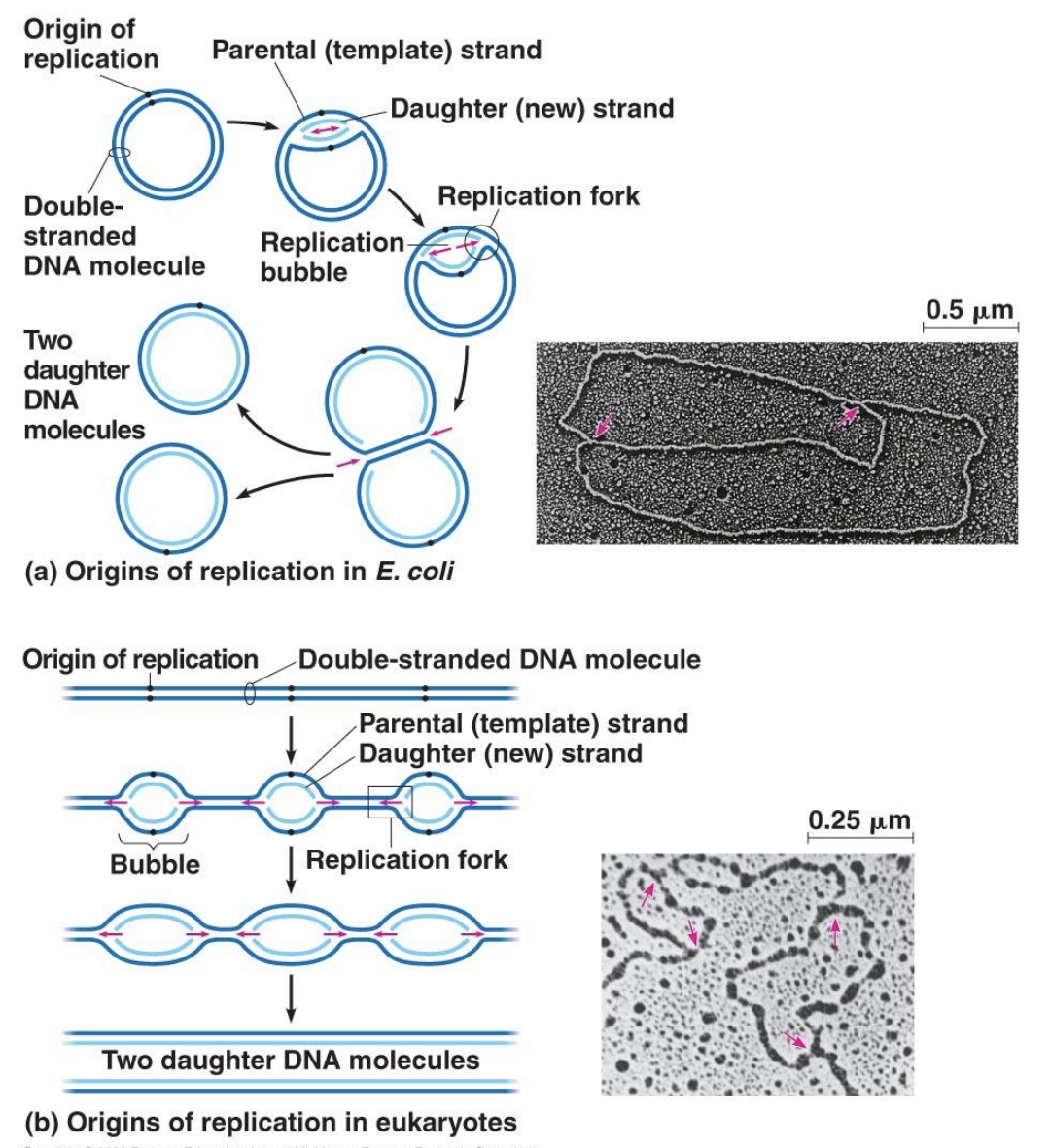 <p>Q: What is the specific job of an "Initiator Protein"?</p>